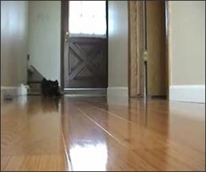 Kitten Vs Electric Mouse Vid