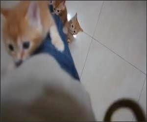 Kittens Climbing Funny Video