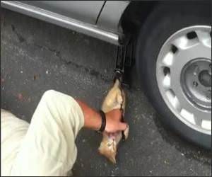 Kitty Mechanic Funny Video