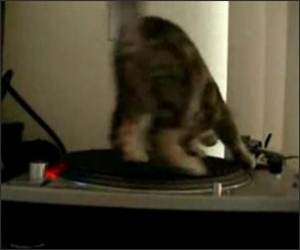 Kitty DJ Funny Video