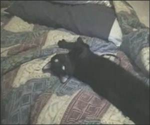 Kitty Wakeup Funny Videos