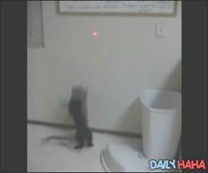 Crack head Cat Vs Laser Pen