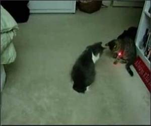 Laser Pen Cats Funny Video