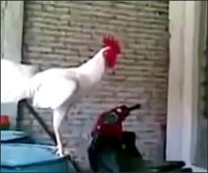 Laughing Rooster Funny Video