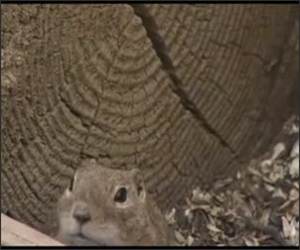 Laughing Chipmunk Funny Video