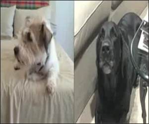 Law and order dogs Funny Video