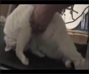 Lazy Treadmill Cat Funny Video