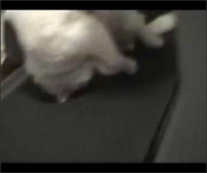 Lazy Cat on Treadmill