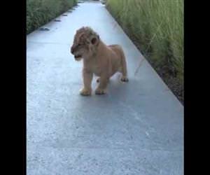 lion cub roar Funny Video