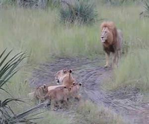 lion cubs attempting to roar Funny Video