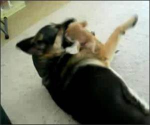 Crazy Little Dog Funny Video