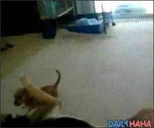 Little Dog Packs Big Punch