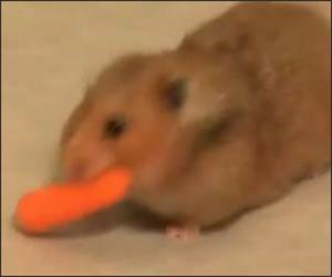 Little Guy, Big Appetite