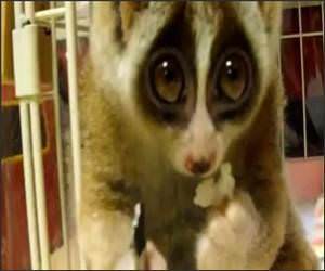 Loris Eating Rice Ball Video