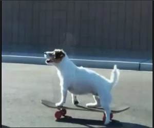 Lots of Dog Tricks Funny Video