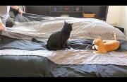 making a bed with cats Funny Video