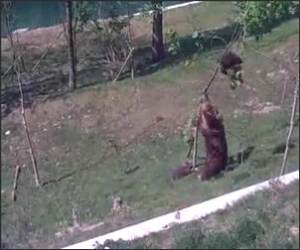 MaMa Bear Rescues Cub  Funny Video