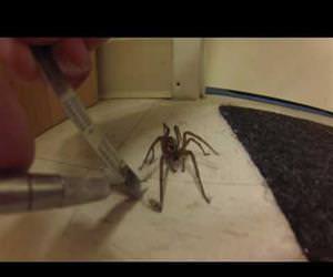 man frees wild wolf spider Funny Video