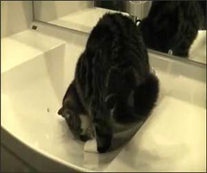 Maru the cat in the sink Video