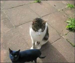 Meow Song Funny Video