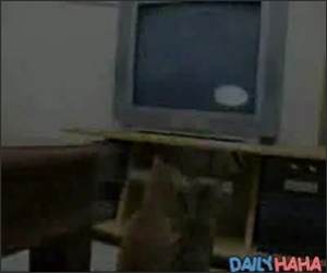 Mezmorized cats Funny Video