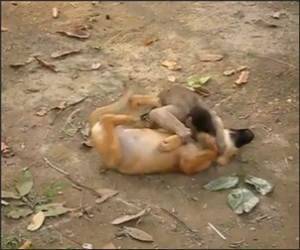 Monkey Playing with a Dog Funny Video