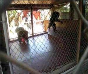  Funny Monkey Poop Thrower Video