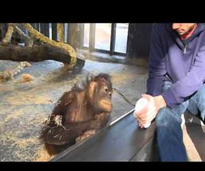 monkey sees a magic trick Funny Video