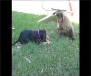 Monkey and Puppy Funny Video