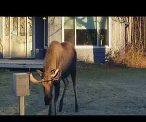 moose vs prius Funny Video