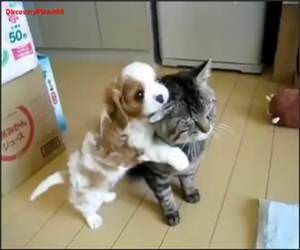 Patient Cat is Patient Video