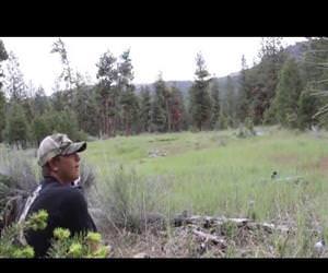 mountain lion screaming in the woods Funny Video