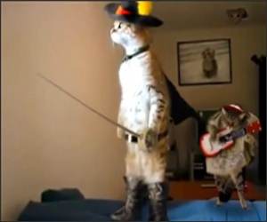 The Musketeer Cat  Funny Video