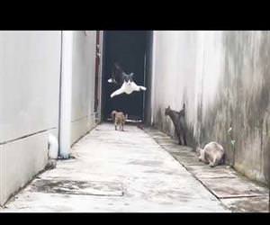 ninja cats jumping all over the place Funny Video