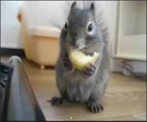 Nom Your Face off Funny Video