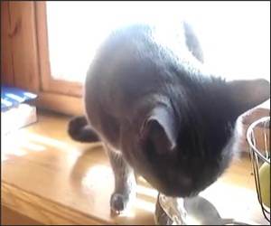 Nom NOm Cat Spoon Funny Video