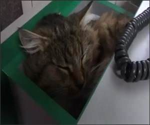 Office Desk Cat Funny Video
