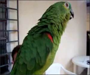 opera singing parrot Video