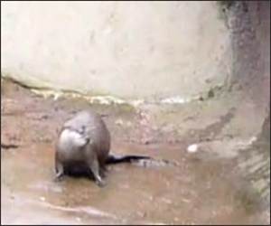 Otter Playing
