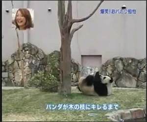 The Panda Vs the Tree Funny Video