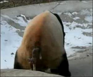 Panda Itch Funny Video
