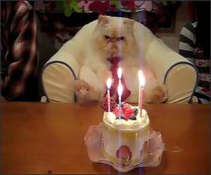 The cats Birthday Funny Video