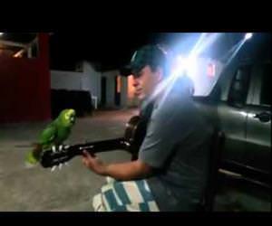 parrot and guitarist duet Funny Video