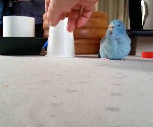 Parrot Chases Plastic Cup Funny Video