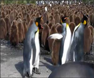 Penguin Slap FestVideo
