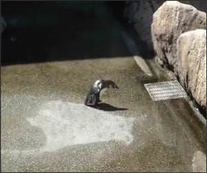 Penguin Vs Butterfly Funny Video