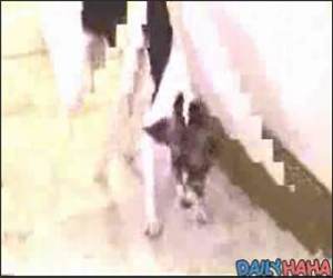 persistent Dog vs Cat 