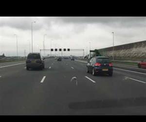 pigeon racing down highway Funny Video
