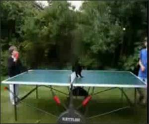Ping Pong Cat Funny Video