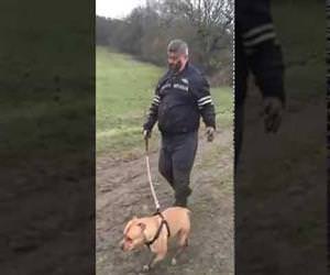 pitbull taking a man for a walk Funny Video